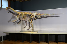 © NHM Wien, Alice Schumacher