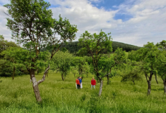 Menschen auf einer Streuobstwiese