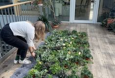Vorbereitungsarbeit: Studentin beim Ordnen der Pflanzen am Boden