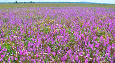A sorghum field heavily infested with Striga