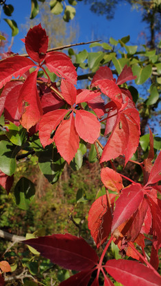 rotes Herbstlaub leuchtet in der Herbstsonne, blauer Himmel im Hintergrund.