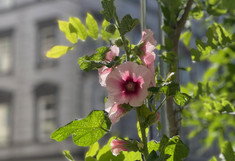 Detail: Rosa Blüte mit Pflanze auf Rankgerüst