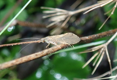 Eine Köcherfliege auf einem Ast. Foto: Simon Vitecek.