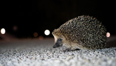 Igel auf einer Straße in der Dunkelheit; im Hintergrund Lichter