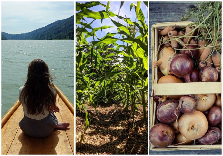 A triptych: girl sitting on a pier, sweet corn growin on a field and a chip basket with onions and carrots 