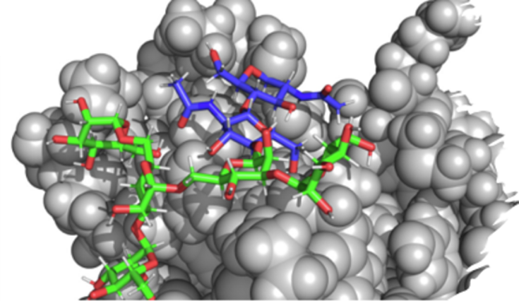 Nicht nur die bisher angenommen N-Glykane, sondern auch Strukturen mit immunogenen Eigenschaften kommen sowohl auf natürlichen als auch auf rekombinanten Glykoproteinen aus Insektenzelllinien vor.