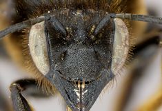 Ansich einer Wildbiene (Megachile parietina) von vorne