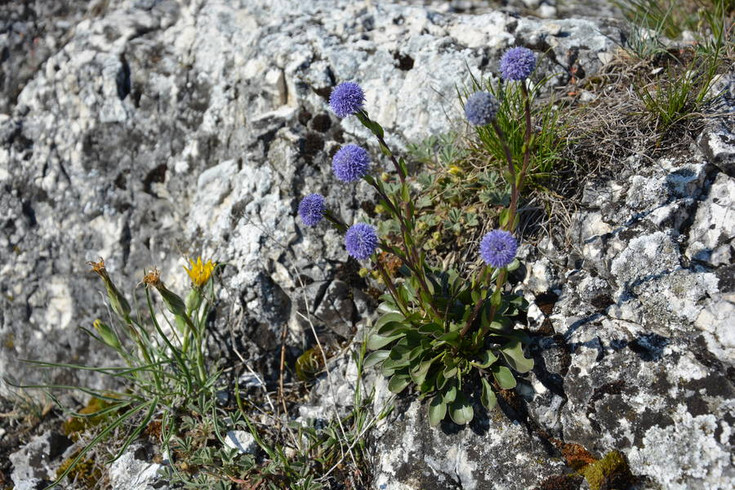 Globularia bisnagarica