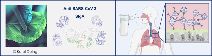 Composite graphic illustrating plant-based production and mucosal delivery of anti–SARS‑CoV‑2 antibodies: left, syringe infiltration of a Nicotiana leaf; center, structural model of dimeric secretory IgA; right, a nebulizer delivering antibody to the respiratory tract, with inset showing SIgA cross‑linking viruses in mucus above airway epithelium.