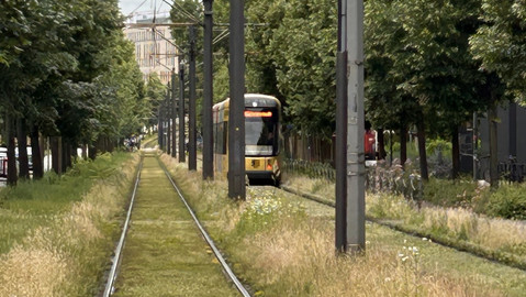 Eine grüner Wiesenstreifen mit Schienen, eine Straßenbahn fährt gerade darauf.