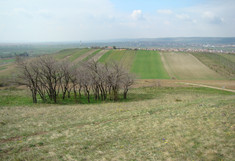 Landschaftsaufnahme am Hackelsberg