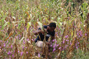 Prof Steven Runo inspecting a maize field with Striga infestation