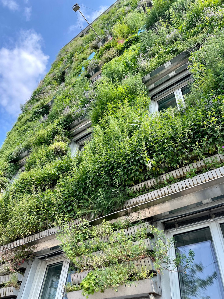 The picture shows a wall-based green façade in summer with an almost cloudless sky. The picture was taken from below along the green façade towards the sky.