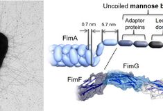 Fimbriae are long protein fibrils extended from bacteria surfaces displaying suface adhesion motifs at the tip.