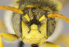 Ansicht einer Wildbiene (Nomada nobilis) von vorne