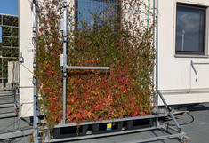 Testfläche vertikale Fassadenbegrünung. Metallkonstruktion auf Rollen vor einer Fassade. Ca. 2 Meter breit und 2 Meter hoch. Mit Messtechnik