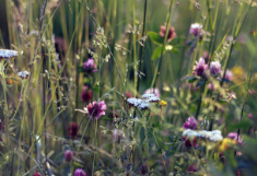 Wildblumenwiese