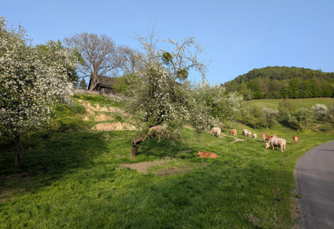 Streuobstfläche in Niederösterreich. © Sophie Kratschmer