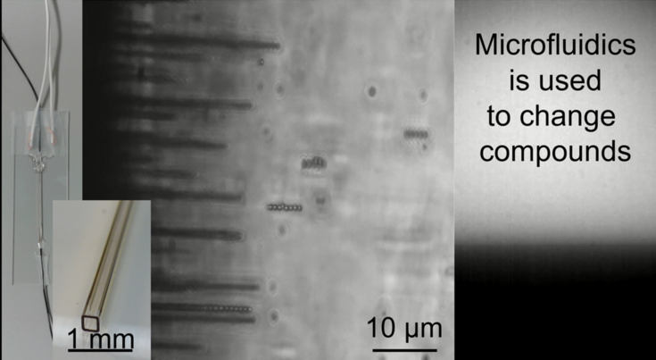 PMMA beads forming strings in water under influence of an external electric field (~0.1 V/µm @ 1 MHz)