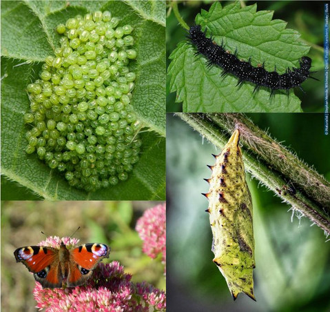 Coverfoto: Biodiversität, Blatt mit Eiern, Raupe, Puppe und Schmetterling (Tagpfauenauge)
