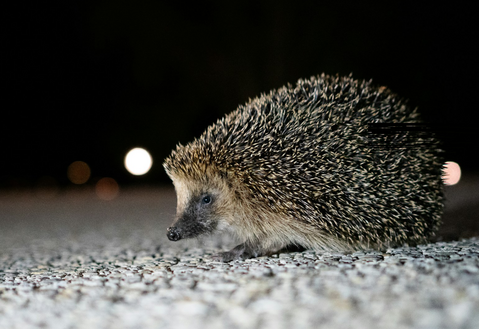 Igel auf einer Straße. Foto: David Küng/Unsplash