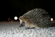 Igel auf einer Straße