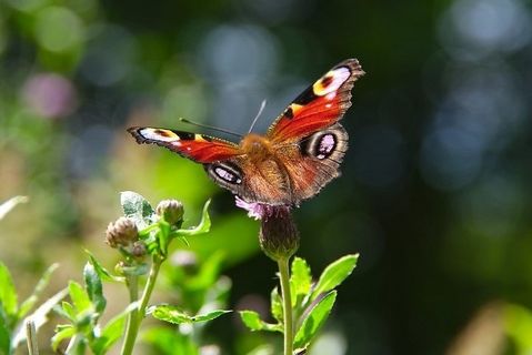 Symbolfoto butterfly