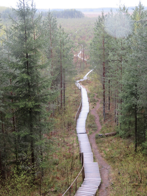 Weg durch einen estnischen Wald