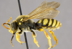 Ansicht einer präparierten Wildbiene (Nomada nobilis) von der Seite