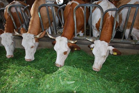 Kühe fressen frisches Gras im Stall