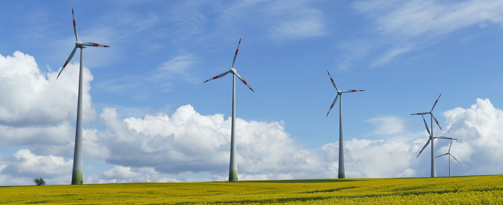 A rapeseed field with four wind turbines.