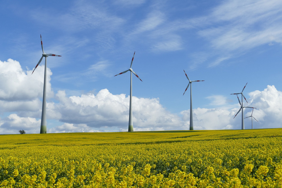 A rapeseed field with four wind turbines.