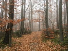 Waldweg umrandet mit herbstlich gefärbten Blättern