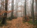 Forrest walkway surrounded by trees with leaves in autumn colours.