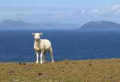 Irische Küste mit Schaf