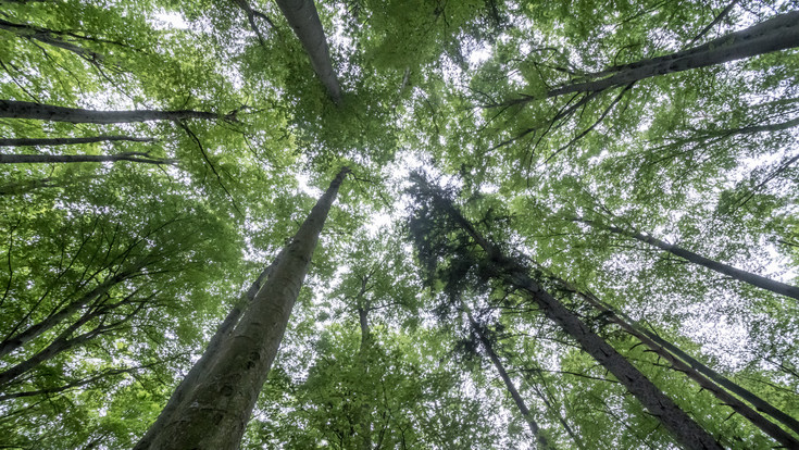 A view into the treetops