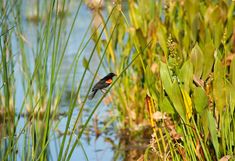 A bird sitting on a ditch reed on a lake
