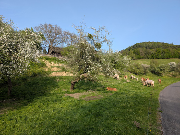 Rinder, die auf einer Streuobstfläche weiden.