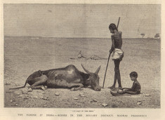 Illustration: Horace Harral, “The Last of the Herd”. The Graphic, 6 October 1877.  The illustration depicts a farmer, his kid and a dying cattle. In the background: a landscape characterized by a drought.