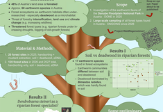 Das prämierte Poster mit dem Titel "Into the woods! Investigating earthworm diversity in the forests of Austria"