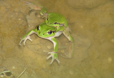 Laubfrosch - Alexander Schuster