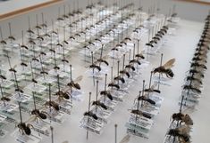 Nahaufnahme von Präparierten Wildbienen im Insektenkasten