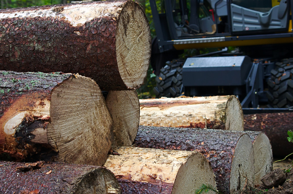 Holzstämme vor Maschine