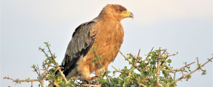 a tawny eagly sitting on top of a bush (Africa)