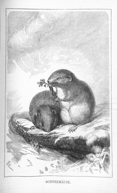 [Translate to English:] Tschudi, Friedrich von: Das Thierleben der Alpenwelt: Naturansichten und Thierzeichnungen aus dem schweizerischen Gebirge. 10 vielf. verb. Aufl., Volksausgabe. Leipzig: Weber 1875