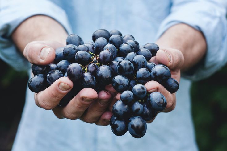 Grapes in the man's hands 