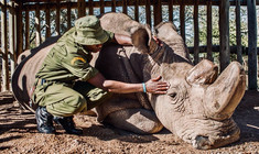 James Mwenda mit "Sudan", dem letzten männlichen nördlichen Breitmaulnashorn 