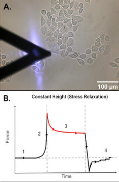 Experimental set-up, force-time curve