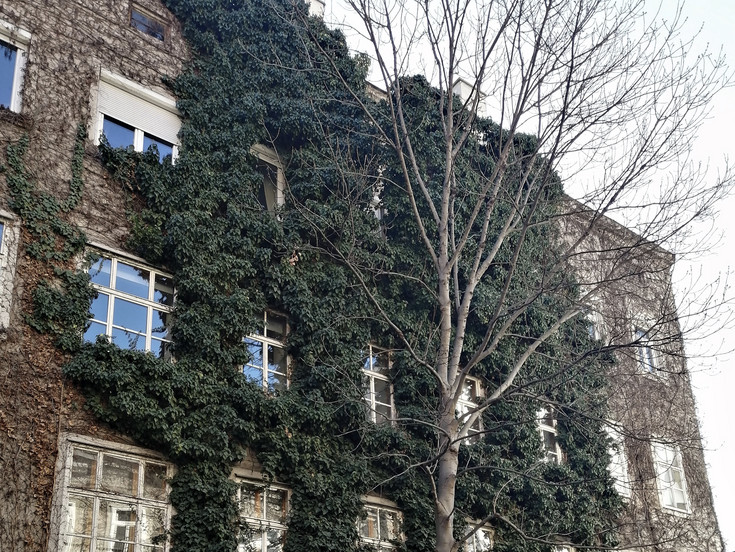 Hochrankende Begrünung auf einen 3-stöckigen Altbau