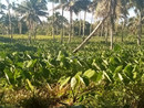 tropical landscape with palm trees and taro plants